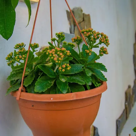 Marina's Xrisopolitissa Homestay szállás Lárnaka